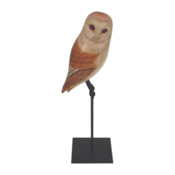 Barn Owl